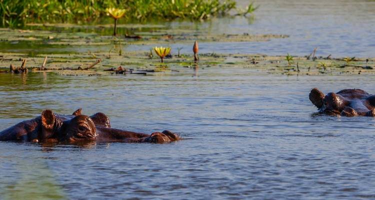 Chobe y Delta del Okavango 8 días /7 noches - Across Africa Tours & Travel 4