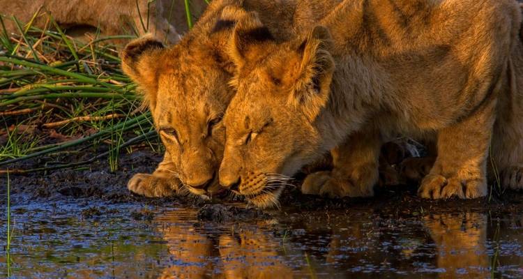 Chobe y Delta del Okavango 8 días /7 noches - Across Africa Tours & Travel 6