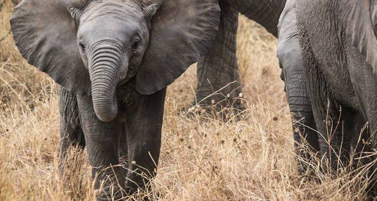 Serengeti, Masai Mara, Cráter y Zanzíbar 12 días/13 noches - Across Africa Tours & Travel 1
