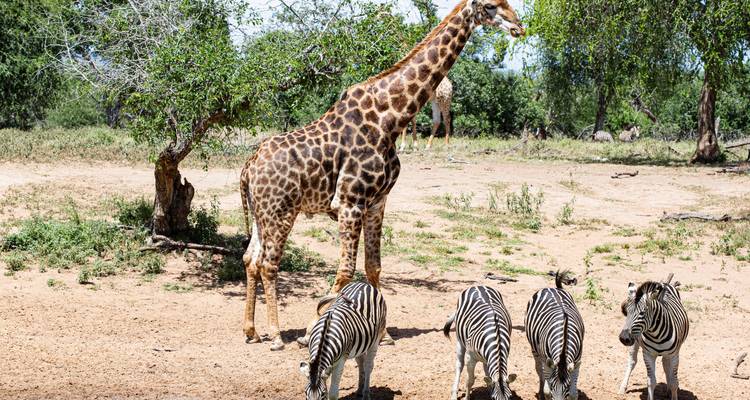 Serengeti, Masai Mara, Cráter y Zanzíbar 12 días/13 noches - Across Africa Tours & Travel 2