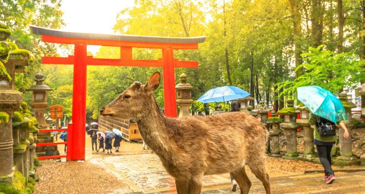 14 Jours Japon Panoramique - Stunning Tours 9