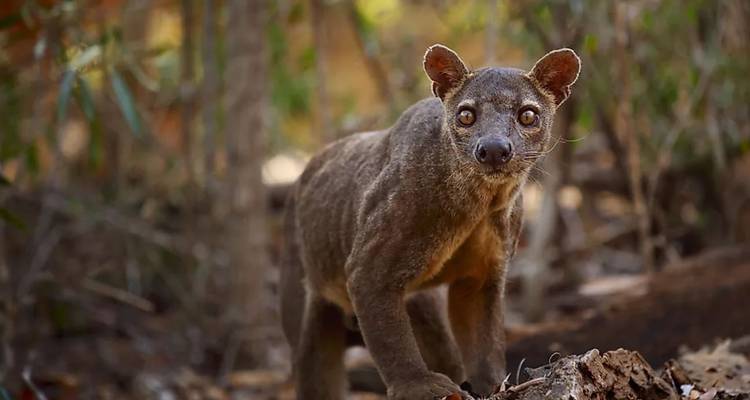 Madagascar Wildlife Tour  14D/13N ( Comfort) - Across Africa Tours & Travel 3