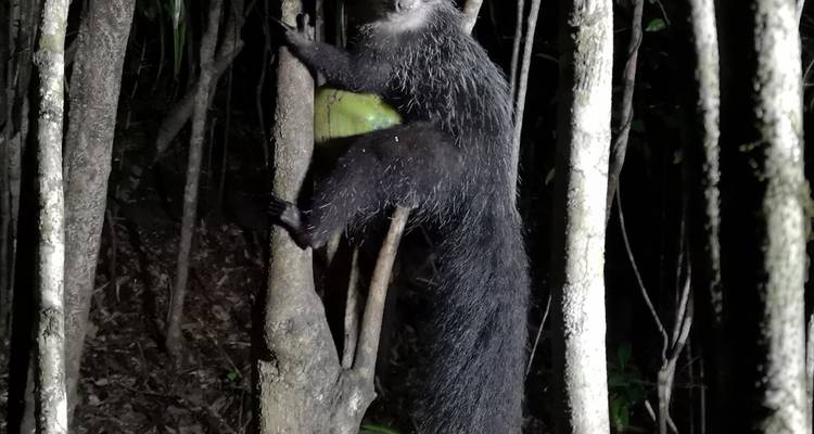 Madagascar Wildlife Tour  14D/13N ( Comfort) - Across Africa Tours & Travel 7