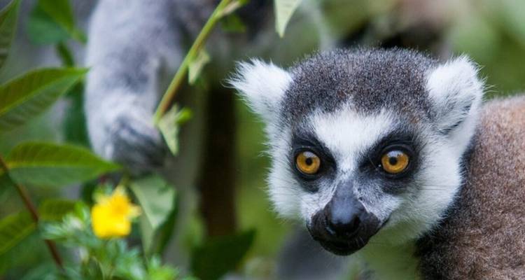 Madagascar Wildlife Tour  14D/13N ( Comfort) - Across Africa Tours & Travel 2