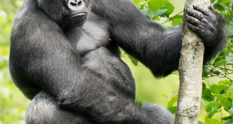 Safari classique au Gabon 12 jours/ 11 nuits - Confort - Across Africa Tours & Travel 1