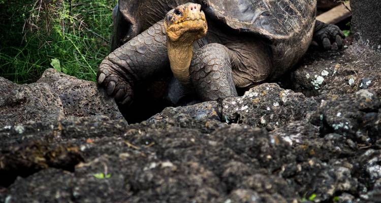 Safari classique au Gabon 12 jours/ 11 nuits - Confort - Across Africa Tours & Travel 3