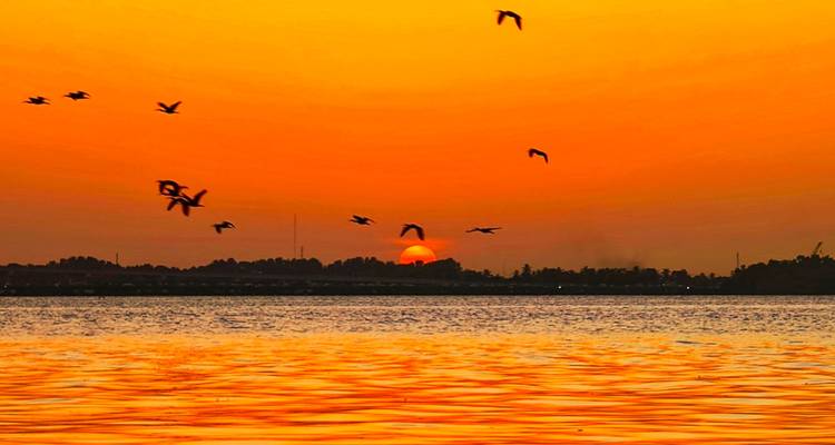 Pájaros volando sobre una masa de agua al atardecer.