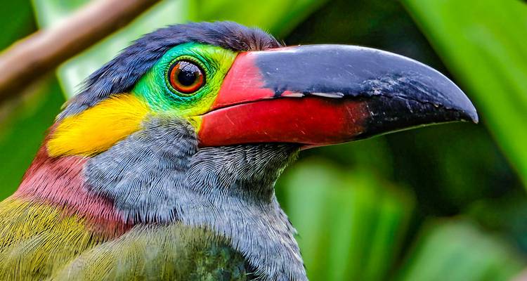 Primer plano de un tucán colorido.