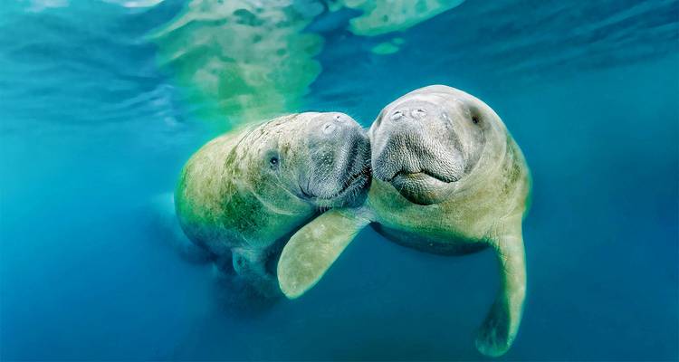 Dos manatíes bajo el agua.