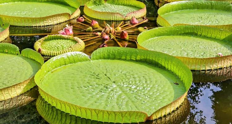 Grandes nenúfares verdes en un estanque.
