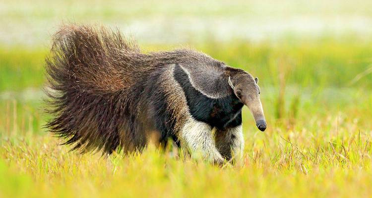 Oso hormiguero gigante caminando por la hierba.
