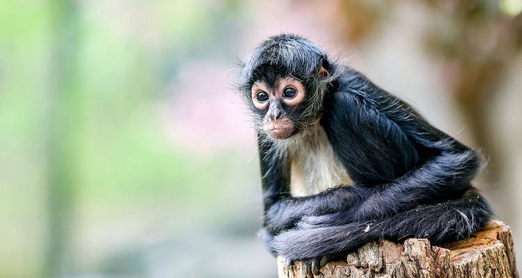 Mono araña sentado en un tocón de árbol.