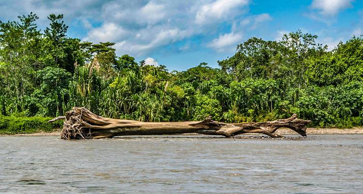 Gran tronco de árbol caído en un río.