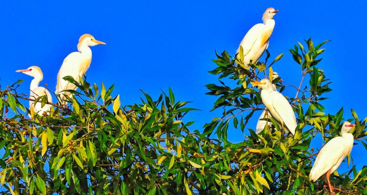 Cinco pájaros posados en ramas contra un cielo azul.