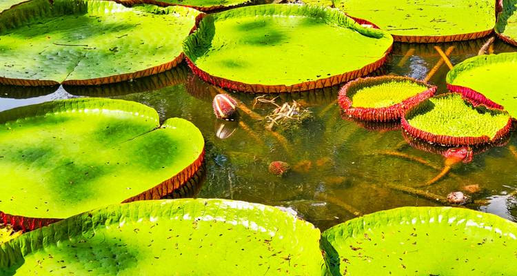 Grandes hojas de nenúfar verdes flotando en el agua.