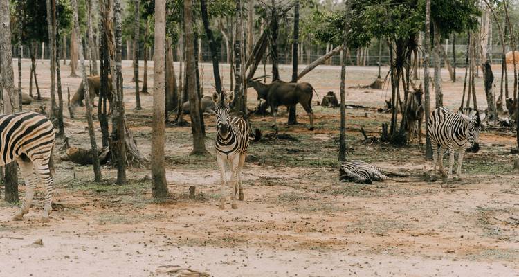 El mejor viaje a Madagascar para adultos mayores - 17 días /16 noches ( Confort) - Across Africa Tours & Travel 2