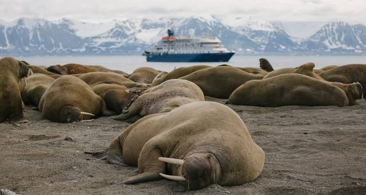 Le Svalbard à travers l'objectif de la caméra - Poseidon Expeditions 5
