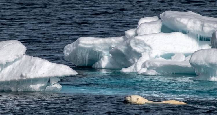 Le Svalbard à travers l'objectif de la caméra - Poseidon Expeditions 6