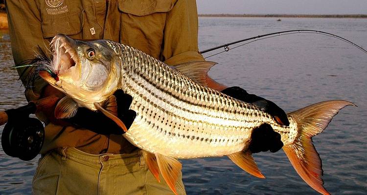 7 jours - Excursion guidée de pêche au tigre dans la région de Mambova - Lochinvar Safaris 1