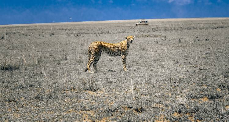Safari de Aventura Clásico de Guepardos en Tanzania **Viaje con enfoque sostenible - World Adventure Tours 8