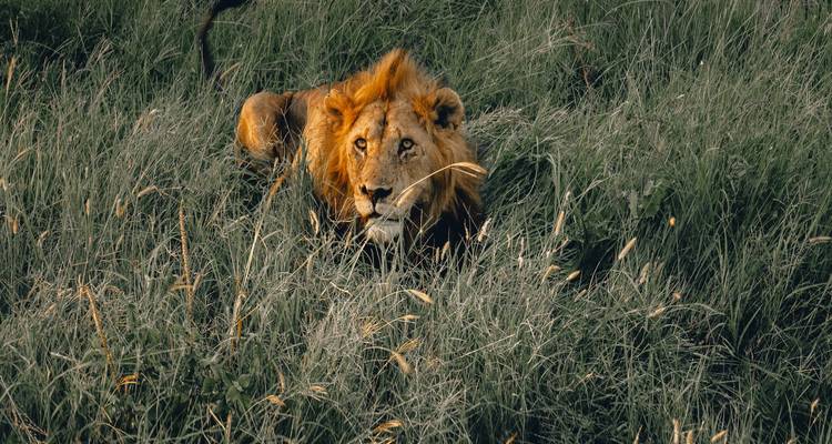 Safari de Aventura Clásico de Guepardos en Tanzania **Viaje con enfoque sostenible - World Adventure Tours 10