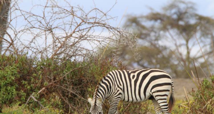 7 Days Private 4 Star safari to Masai Mara, Lake Nakuru, Hell’s Gate Naivasha & Amboseli National parks Using a 4WD JEEP with Complimentary First Night Accommodation at Raha Suites Hotel - Perfect Wilderness Tours And Safaris 1
