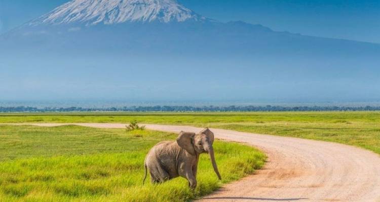 7 Days Private 4 Star safari to Masai Mara, Lake Nakuru, Hell’s Gate Naivasha & Amboseli National parks Using a 4WD JEEP with Complimentary First Night Accommodation at Raha Suites Hotel - Perfect Wilderness Tours And Safaris 2
