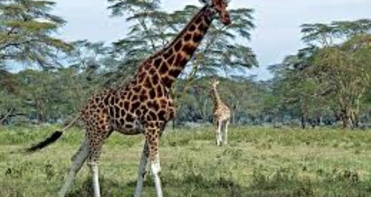 7 Days Private 4 Star safari to Masai Mara, Lake Nakuru, Hell’s Gate Naivasha & Amboseli National parks Using a 4WD JEEP with Complimentary First Night Accommodation at Raha Suites Hotel - Perfect Wilderness Tours And Safaris 8