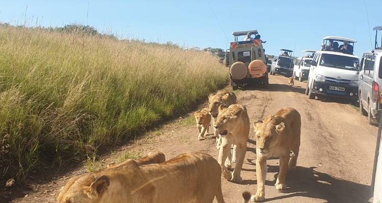 7 Days Private 4 Star safari to Masai Mara, Lake Nakuru, Hell’s Gate Naivasha & Amboseli National parks Using a 4WD JEEP with Complimentary First Night Accommodation at Raha Suites Hotel - Perfect Wilderness Tours And Safaris 9