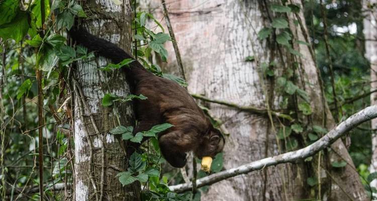 Donkerbruine regenwoudmammal klimt langs een met slingers bedekte boomstam terwijl hij een geel fruit vastgrijpt.