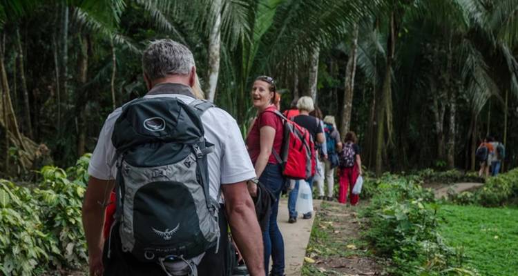 Een rij wandelaars met rugzakken loopt over een junglepad dat omgeven is door hoge palmbomen.