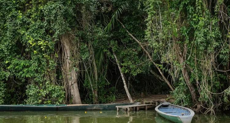 Houten bootjes drijven naast een dicht begroeide oever die de jungle in leidt.