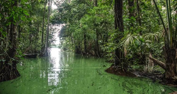 Een overstroomde jungle-waterweg bedekt met groen groen leidt naar helder licht.