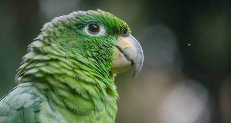 Gedetailleerd zijprofiel van een levendige groene papegaai tegen een wazig bosachtergrond.