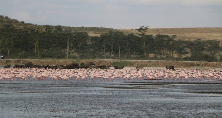 Safari privado de 4 estrellas de 7 días a Masai Mara, Lago Nakuru, Hell's Gate Naivasha y Parque Nacional Amboseli en un Jeep4x4 con alojamiento la primera noche en el Hotel Raha suites y traslados gratuitos al aeropuerto - Perfect Safari Africa tours and safaris 3