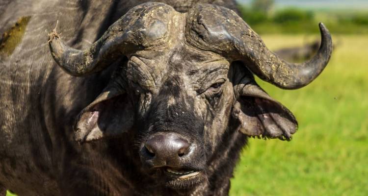 Safari privado de 4 estrellas de 7 días a Masai Mara, Lago Nakuru, Hell's Gate Naivasha y Parque Nacional Amboseli en un Jeep4x4 con alojamiento la primera noche en el Hotel Raha suites y traslados gratuitos al aeropuerto - Perfect Safari Africa tours and safaris 6