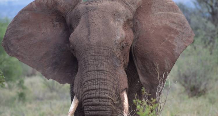 Safari privado de 4 estrellas de 7 días a Masai Mara, Lago Nakuru, Hell's Gate Naivasha y Parque Nacional Amboseli en un Jeep4x4 con alojamiento la primera noche en el Hotel Raha suites y traslados gratuitos al aeropuerto - Perfect Safari Africa tours and safaris 8