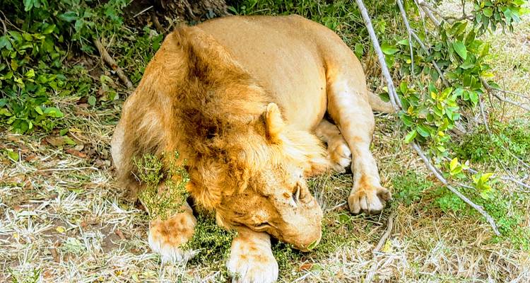 Safari privado de 4 estrellas de 7 días a Masai Mara, Lago Nakuru, Hell's Gate Naivasha y Parque Nacional Amboseli en un Jeep4x4 con alojamiento la primera noche en el Hotel Raha suites y traslados gratuitos al aeropuerto - Perfect Safari Africa tours and safaris 9