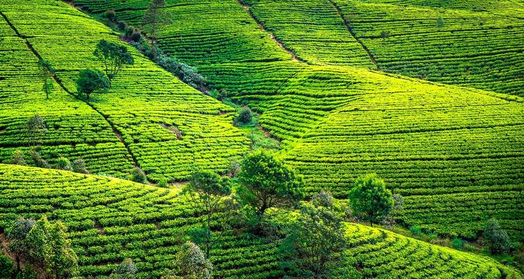 Le meilleur du Sri Lanka (Circuit de 08 Jours et 07 Nuits) - Explore Vacations PVT Ltd 10