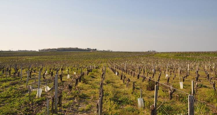 Un crucero por Aquitania: los grandes vinos del Sur de Francia (crucero puerto a puerto) (14 destinos) - CroisiEurope River Cruises 2