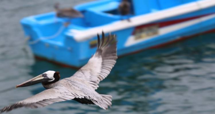 Volunteer, learn and lots of fun:  Encounter Ecuador - 4 weeks - Class Adventure Travel  7
