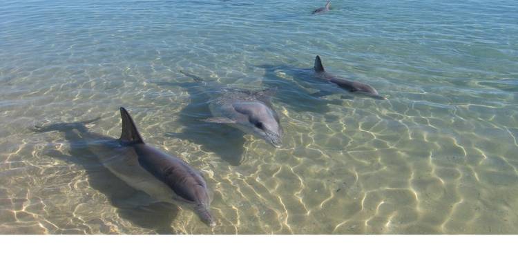 Perth & Monkey Mia 10 Days All-Inclusive Wild Natural Touring  Packages - Delightful Travel 3