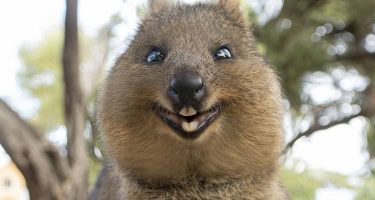 Perth & Monkey Mia 10 Days All-Inclusive Wild Natural Touring  Packages - Delightful Travel 4