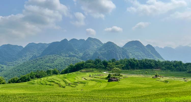 Weelderige groene rijstterrassen met bergen in de verte.