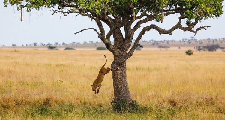 3 días - Tarangire, Ngorongoro y lago Manyara - Professional Safari Africa 1