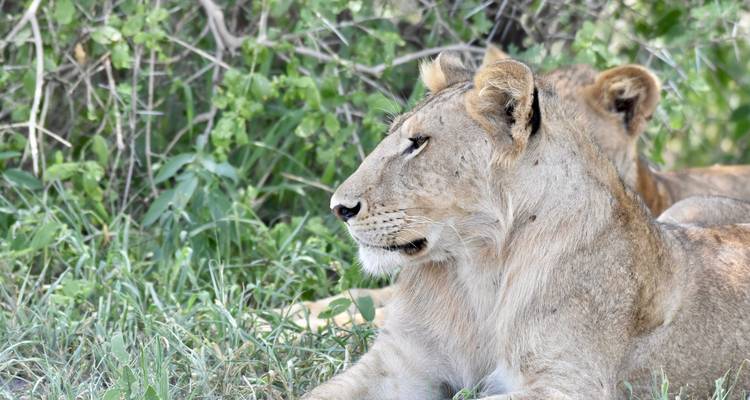 3 días - Tarangire, Ngorongoro y lago Manyara - Professional Safari Africa 2