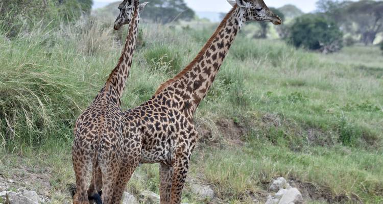 3 días - Tarangire, Ngorongoro y lago Manyara - Professional Safari Africa 3