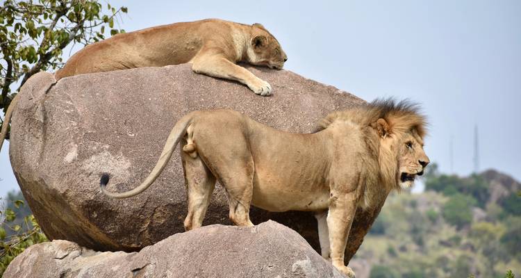 3 días - Tarangire, Ngorongoro y lago Manyara - Professional Safari Africa 4