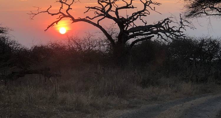 7 días - safari de la migración del Serengeti (Experiencia inolvidable) - Professional Safari Africa 3