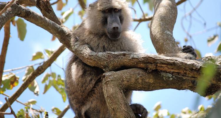 Safari de 5 jours dans le parc national de Mana Pools - Little Roz Tours 6